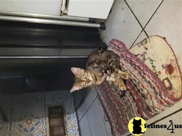 taraznprints Picture 2